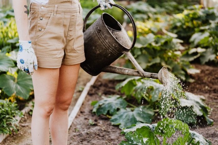 Garden on a budget